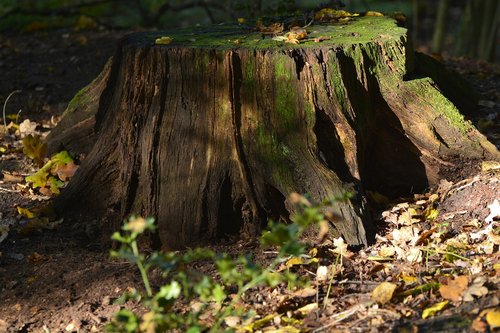 nature  wood  tree