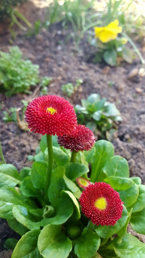 nature  flower  plant