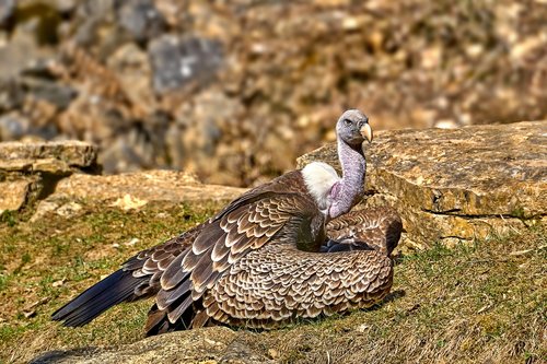 nature  animal world  bird