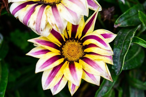 nature  flower  plant