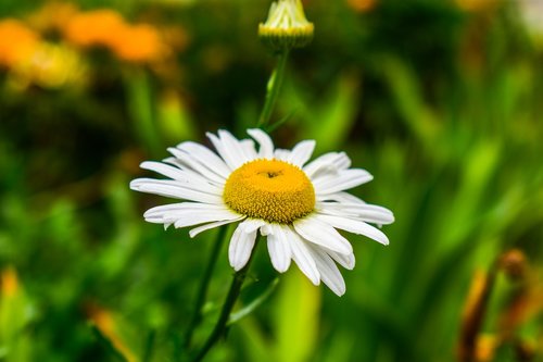 nature  plant  flower