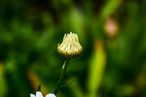 nature  flower  outdoors