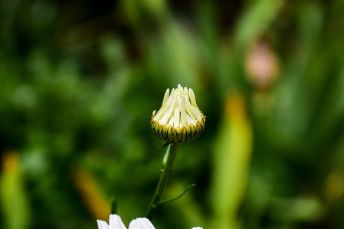 nature  plant  flower