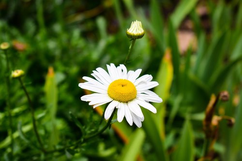 nature  plant  flower