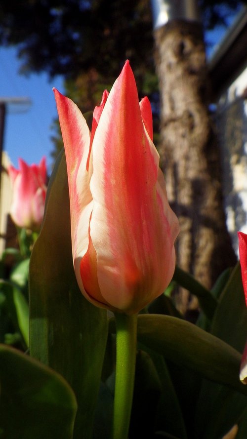 nature  flower  tulip