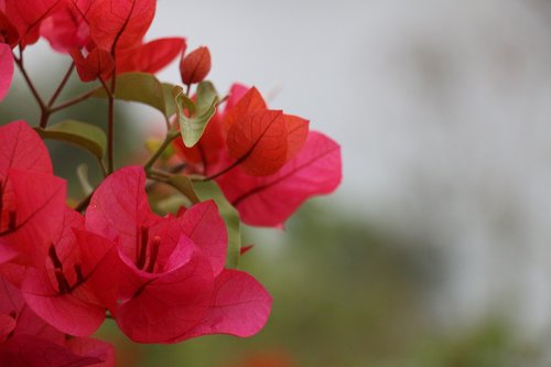 nature  plant  flower