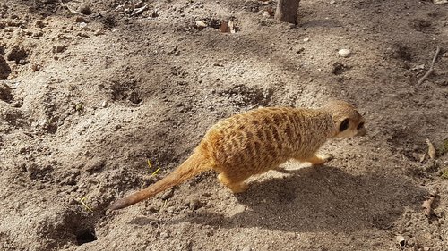 nature  sand  desert