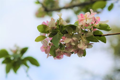 nature  flower  plant