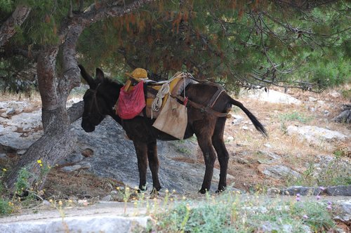 nature  mammal  outdoor