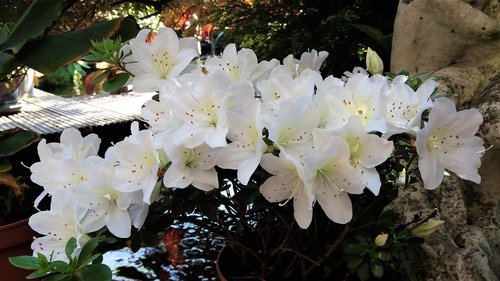 nature  plant  garden