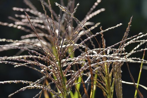 nature  plant  grass