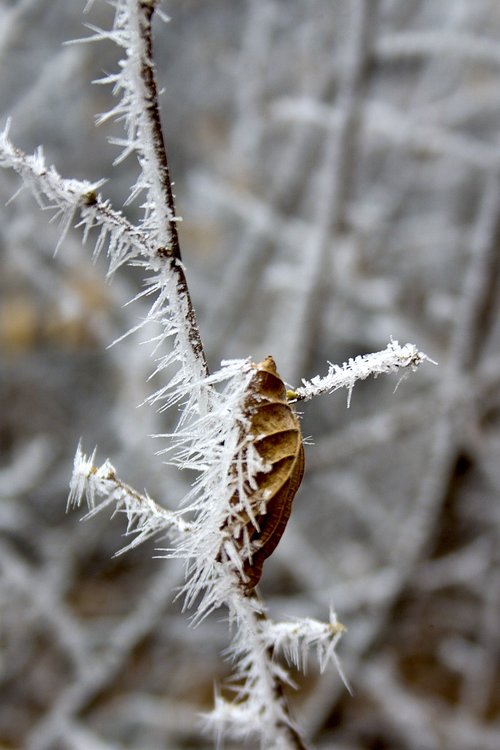 nature  brina  winter