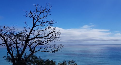 nature  landscape  tree