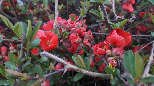 nature  plant  flower