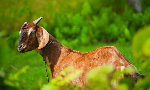 nature  animal  grass