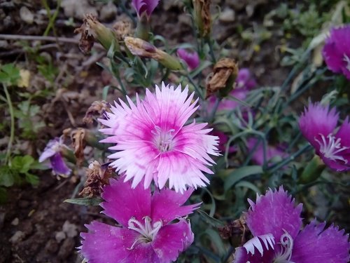 nature  flower  flora