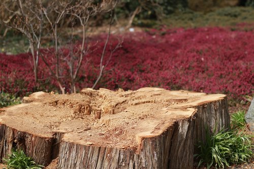 nature  wood  plant