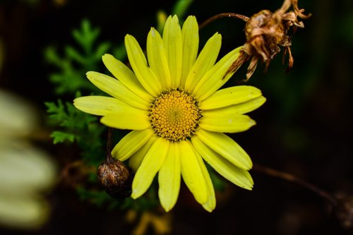 nature  plant  flower