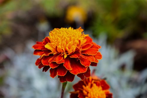 nature  flower  plant