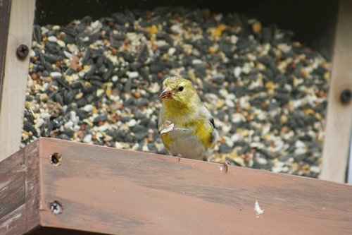 nature  outdoors  bird