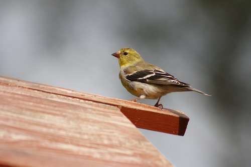 nature  outdoors  bird