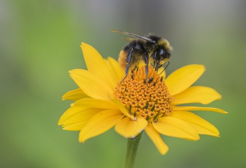 nature  bee  insect