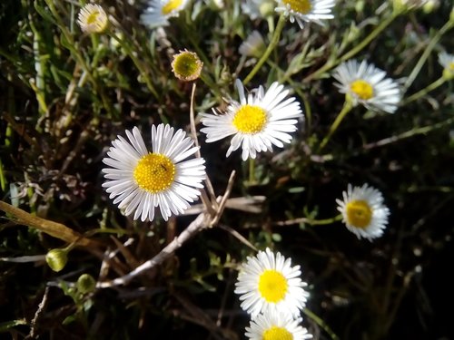 nature  flora  flower