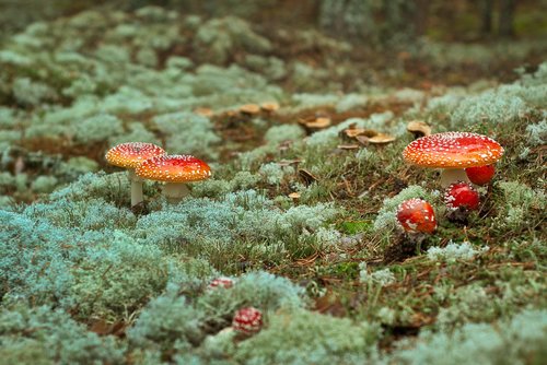 nature  mushroom  toadstool
