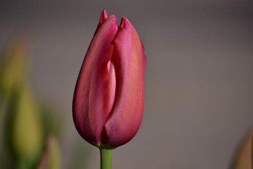 nature  flower  tulip