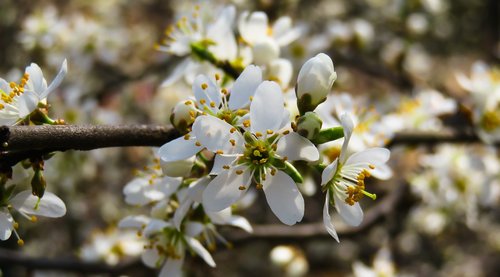 nature  tree  blossom