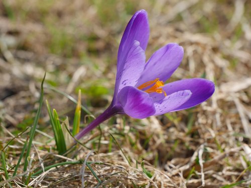 nature  plant  flower