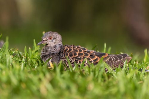 nature  wildlife  bird