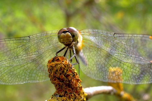 nature  animals  dragonflies różnoskrzydłe
