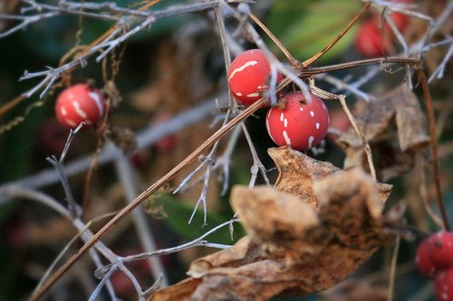 nature  tree  fruit