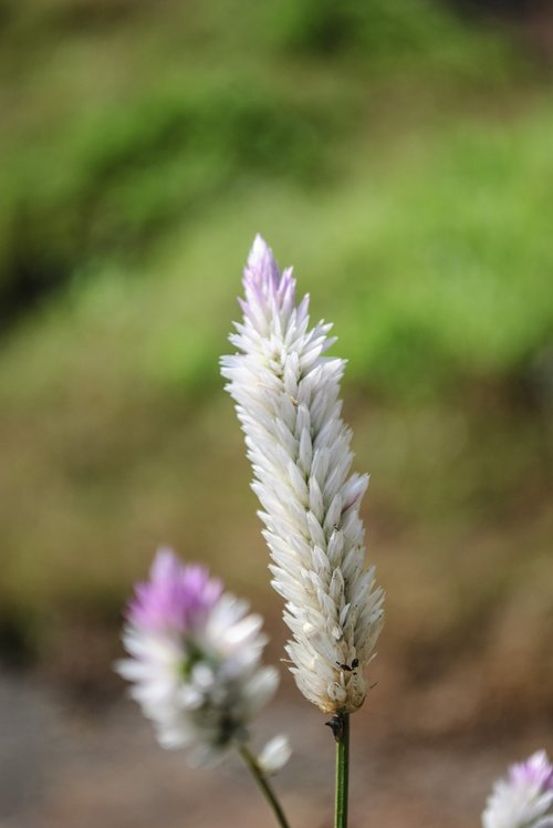 nature  flower  flora
