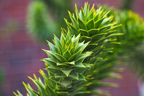 nature  leaf  plant