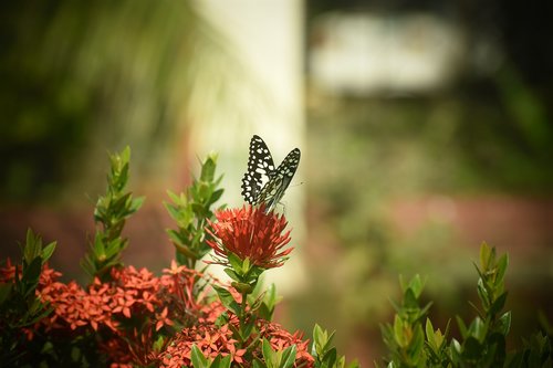 nature  flower  flora