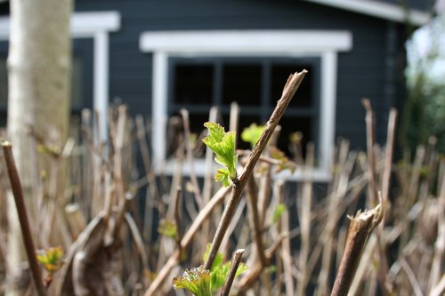 nature  outdoor  wood