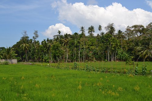 nature  tree  grass