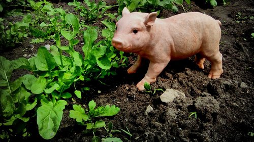 nature  farm  agriculture