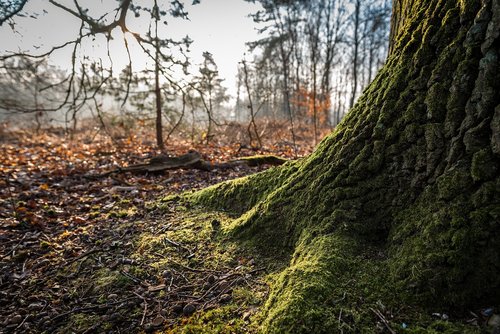 nature  tree  wood