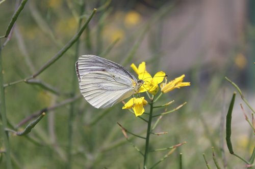 nature  butterfly  insects