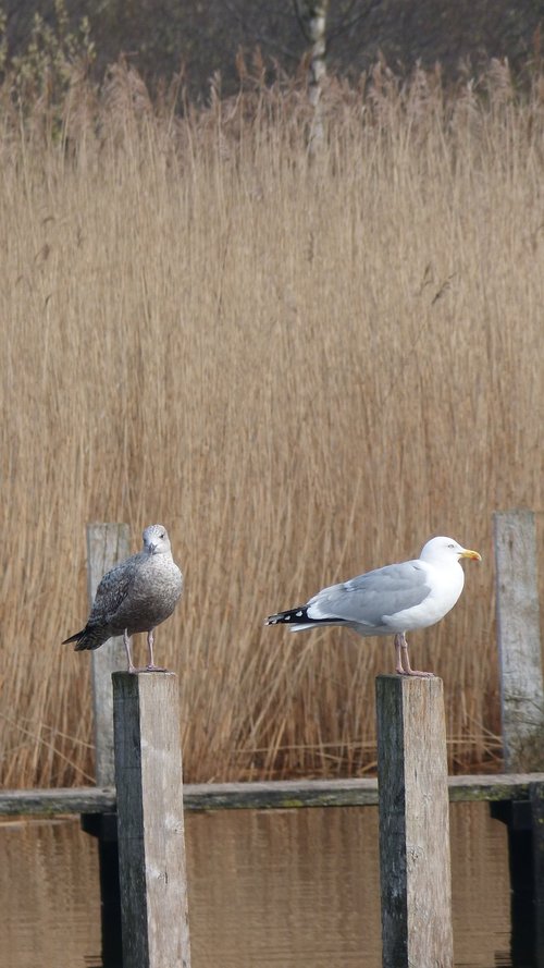 nature  bird