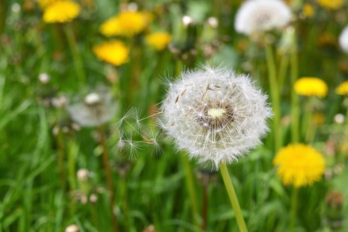 nature  lawn  plant