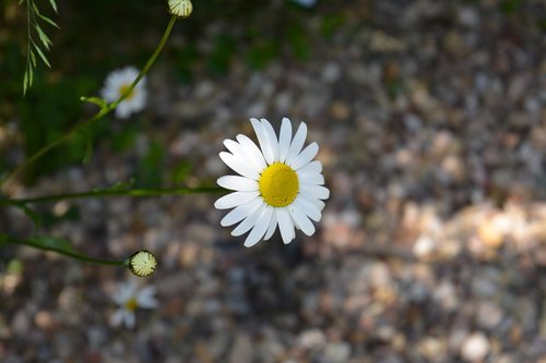 nature  plant  flower