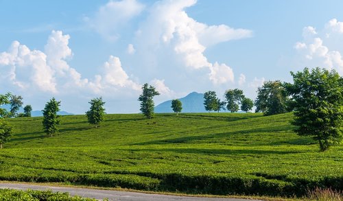 nature  landscape  field