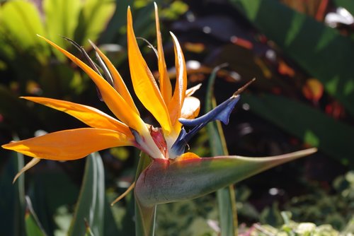 nature  flora  flower