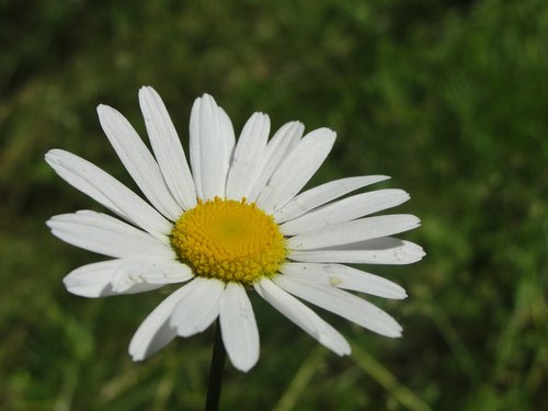 nature  flower  plant