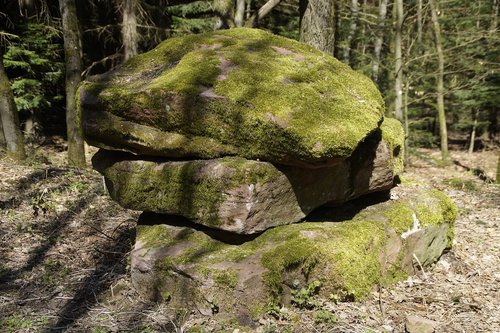 nature  wood  tree