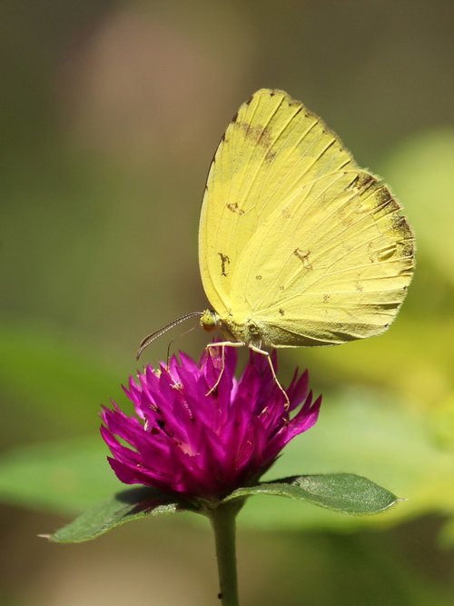 nature  insect  butterfly